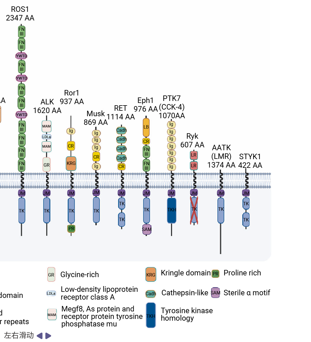 科研助攻 ｜ RTKs∶ 既是激酶, 也是受体 干货已整理好, 速览！