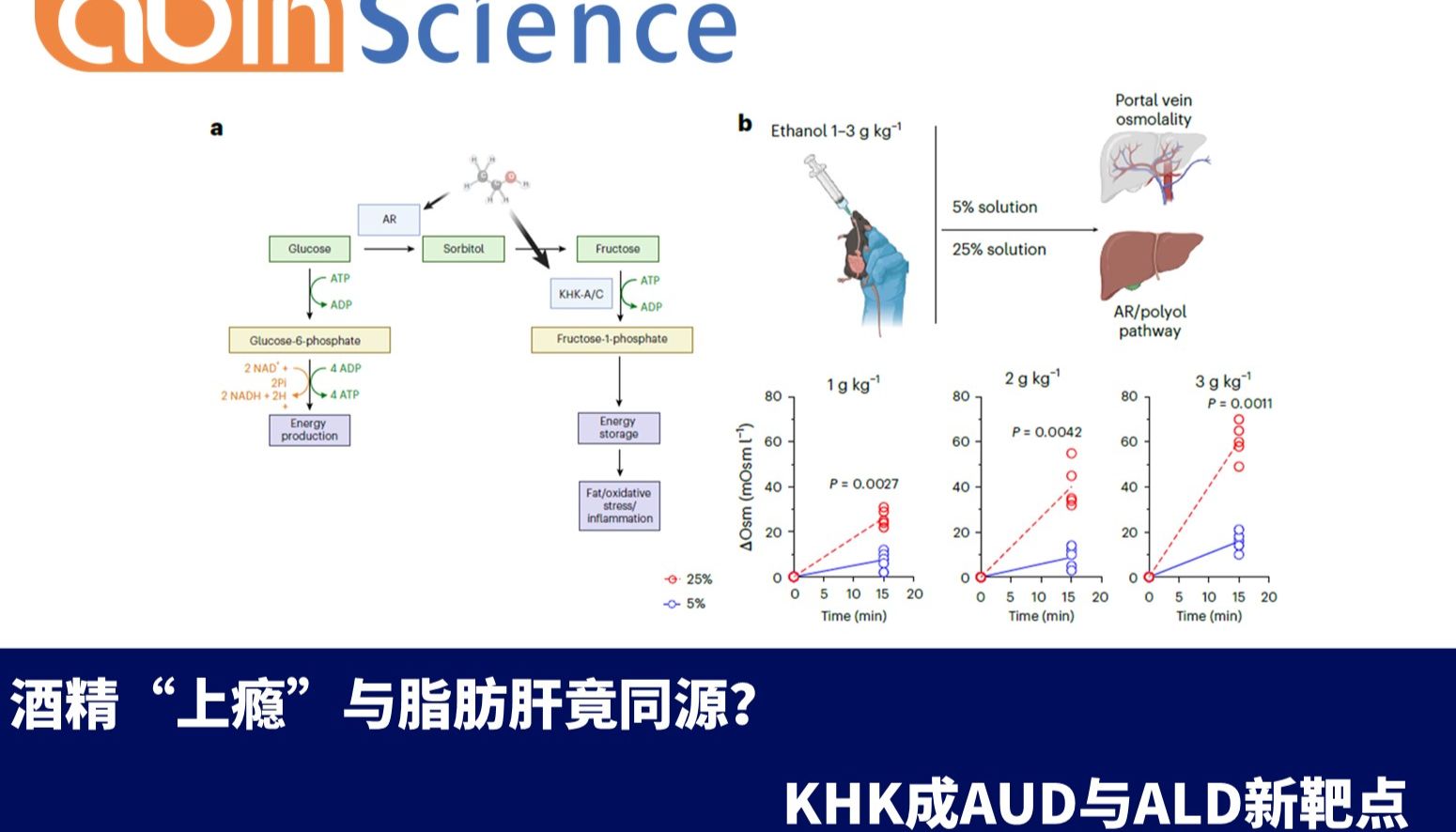 酒精“上瘾”与脂肪肝竟同源？KHK成AUD与ALD新靶点