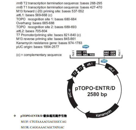 pTOPO- ENTR/D 5分钟定向Gateway入门克隆