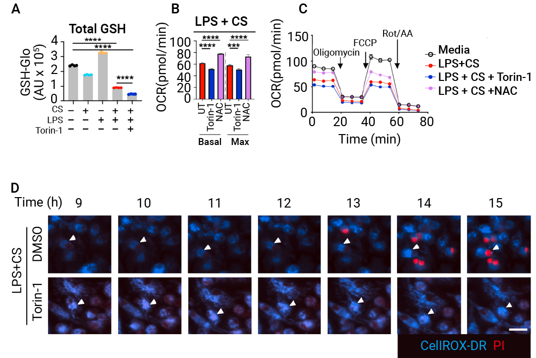 前沿进展 ｜ Cell 新发现：Mitoxyperilysis —— 新的细胞溶解性死亡途径