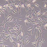 Malme-3M人皮肤恶性黑色素瘤细胞(STR鉴定)丨逸漠(immocell)