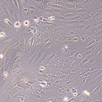 ETK-1人肝内胆管癌细胞(STR鉴定)丨逸漠(immocell)