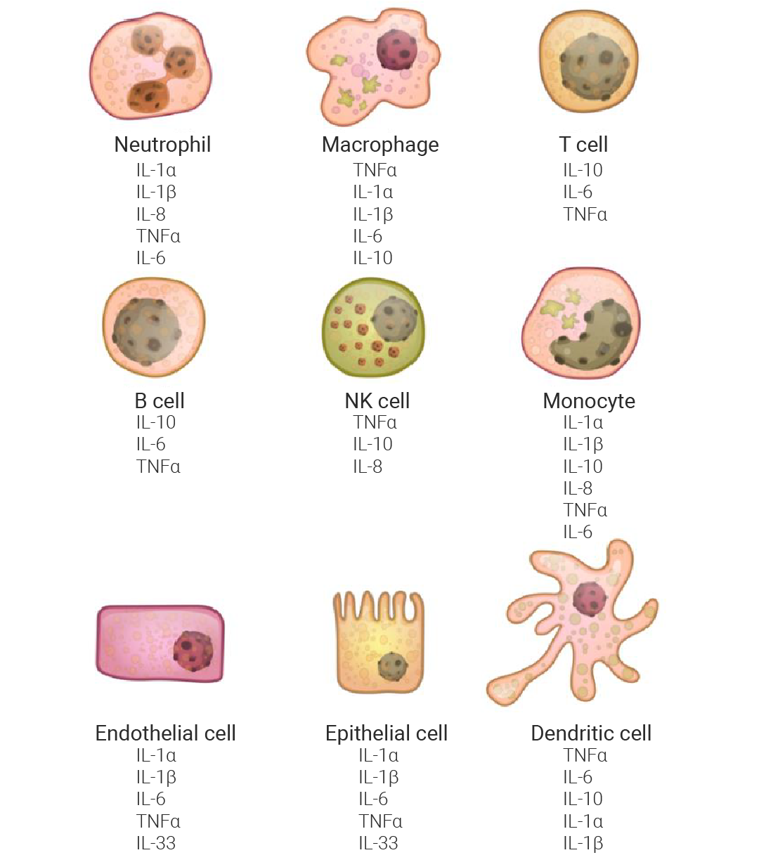 干货分享 ｜ 不懂就问∶ 只有免疫细胞能分泌细胞因子么