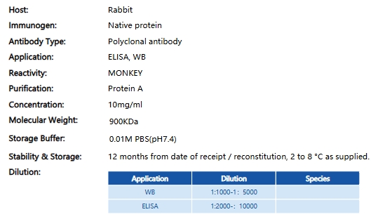 高特异性兔抗猴IgG抗体在非人灵长类动物模型研究中的关键作用与技术进展