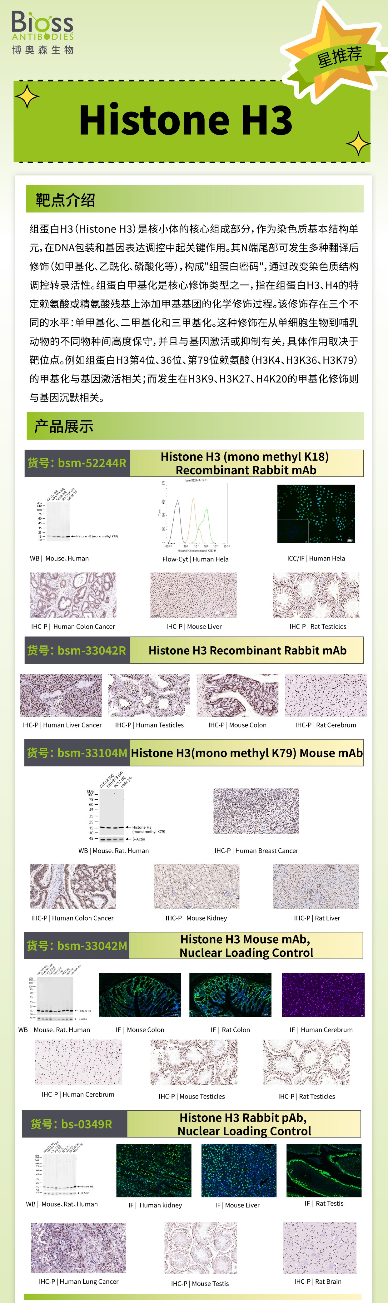 博奥森星推荐 | Histone H3 抗体
