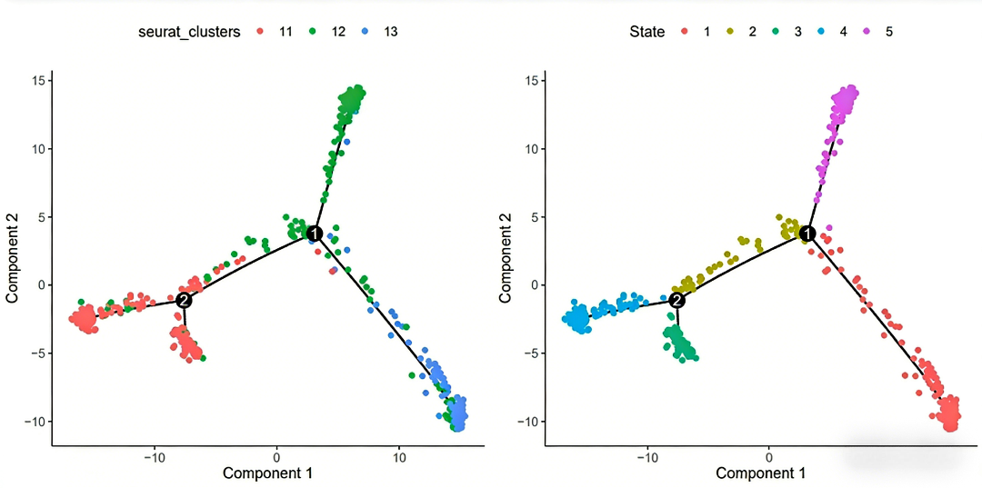 单细胞拟时序分析：揭示细胞动态发育的基因调控网络
