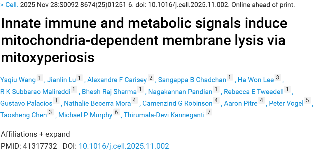 前沿进展 ｜ Cell 新发现：Mitoxyperilysis —— 新的细胞溶解性死亡途径