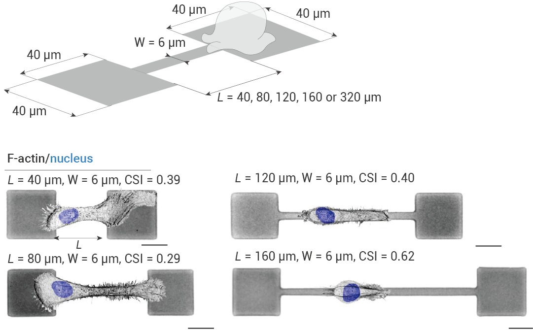 趣味科普 ｜ 颠覆! 细胞迁移竟也有“记忆”！