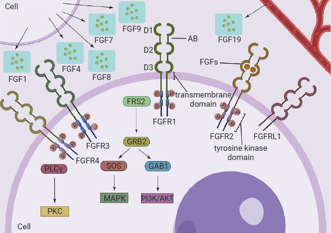科研助攻 | RTKs∶ 既是激酶, 也是受体 干货已整理好, 速览!
