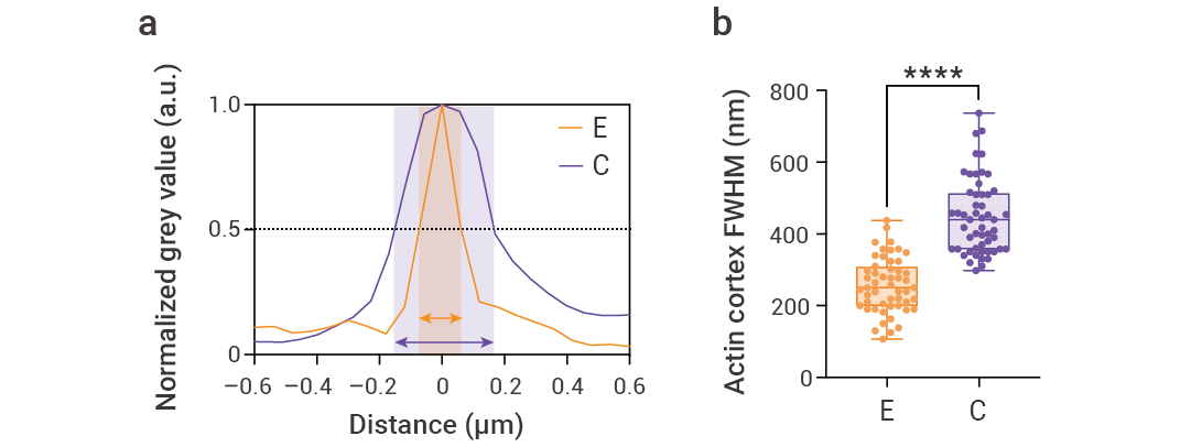 趣味科普 ｜ 颠覆! 细胞迁移竟也有“记忆”！