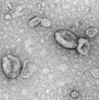 MSC干细胞外泌体