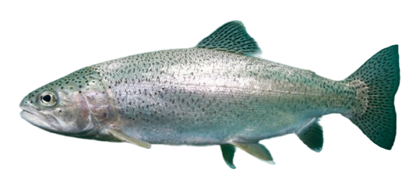 国内首家!IPHASE 虹鳟鱼肝细胞助力药物代谢研究