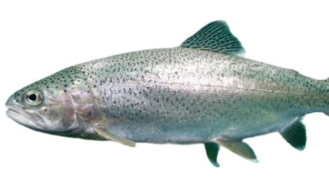 国内首家！IPHASE 虹鳟鱼肝细胞助力药物代谢研究