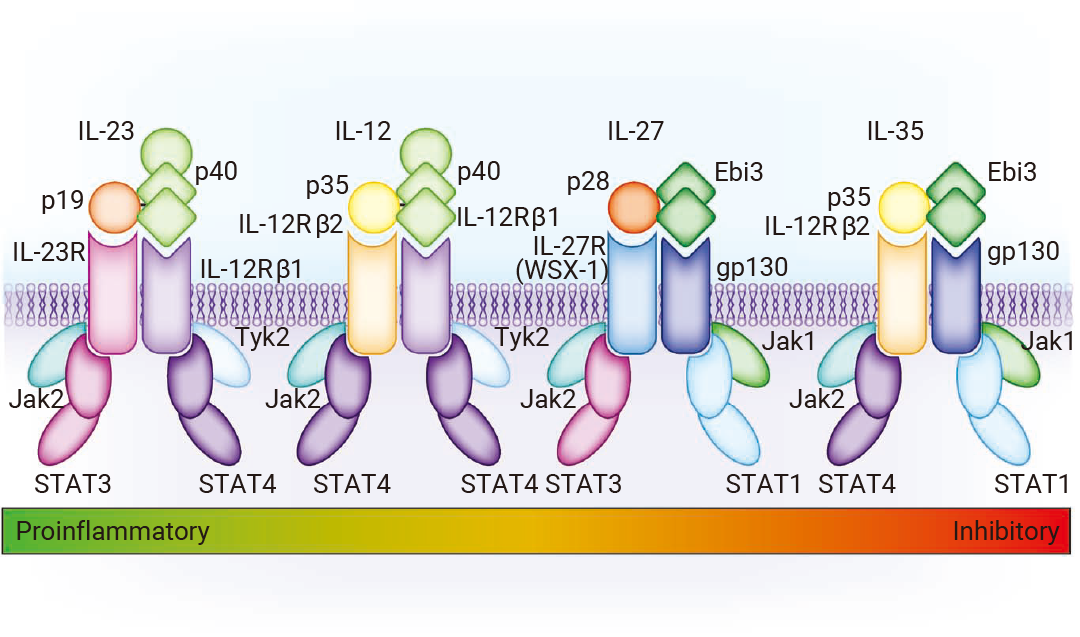 干货分享 ｜ 不懂就问∶ 只有免疫细胞能分泌细胞因子么