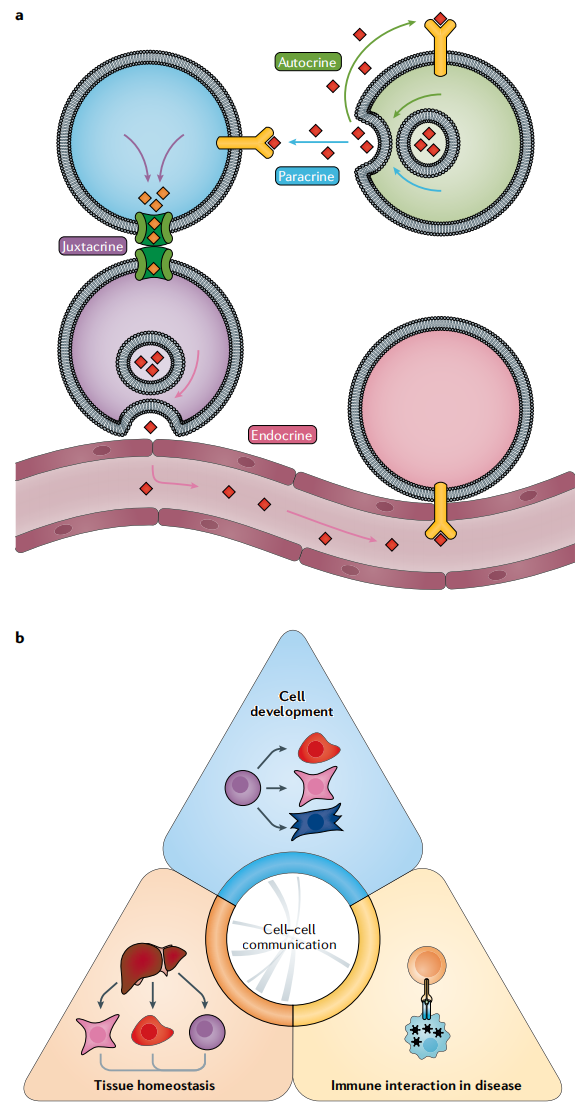 解码细胞通讯：从机制解析到疾病研究的全链路赋能
