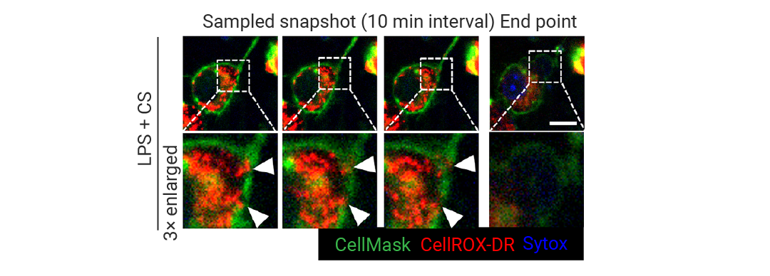 前沿进展 ｜ Cell 新发现：Mitoxyperilysis —— 新的细胞溶解性死亡途径