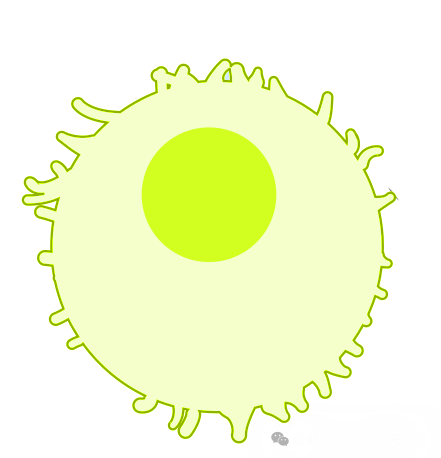 Immune_Cell_(NIH_BioArt_252_-_631168).svg.png