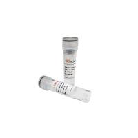 Recombinant Mouse EFNB2 Protein, C-Fc