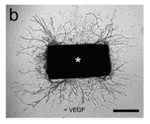 血管形成实验 —— 精通篇