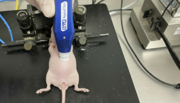 四个不同物种IVPT常用皮肤模型生理参数表征及比较评价