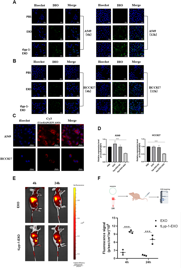 细胞共培养 细胞共培养