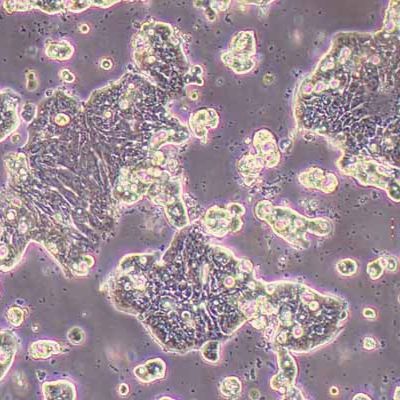 Ls513人结直肠癌细胞(STR鉴定)丨逸漠(immocell)