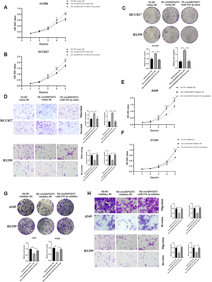 细胞功能验证 细胞功能验证