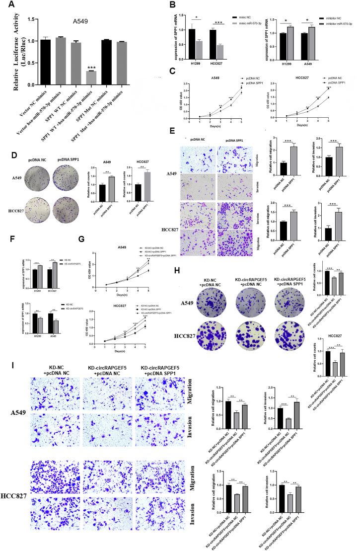 双荧光素酶报告实验 双荧光素酶报告实验