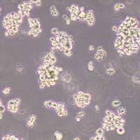 HH人皮肤T淋巴细胞瘤细胞(STR鉴定)丨逸漠(immocell)