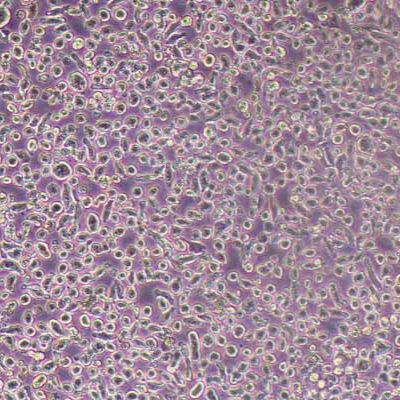 LP-1人多发性骨髓瘤(浆细胞骨髓瘤)(STR鉴定)丨逸漠(immocell)