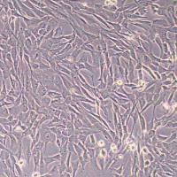 人牙龈成纤维细胞永生化(STR鉴定)丨逸漠(immocell)