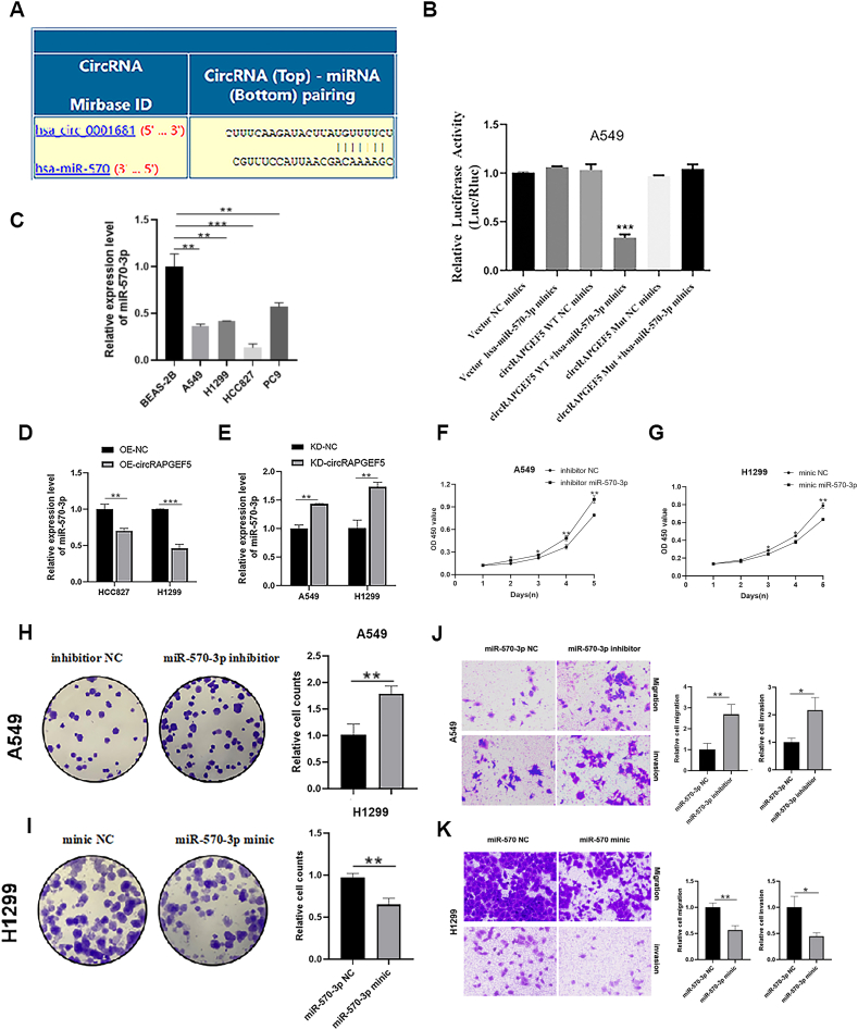 双荧光素酶报告实验 双荧光素酶报告实验