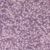 OCI-LY1人B细胞淋巴瘤细胞(STR鉴定)丨逸漠(immocell)