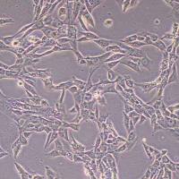 HCC1395人乳腺癌细胞(STR鉴定)丨逸漠(immocell)