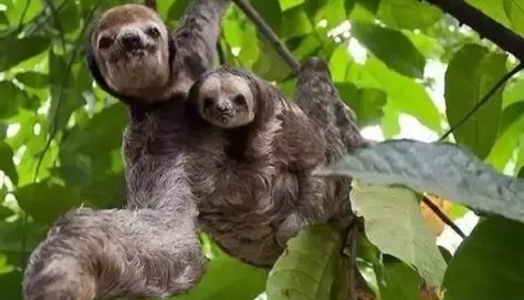 从“闪电”树懒到“朱迪”警官：动物行为学实验的真实版有多硬核？