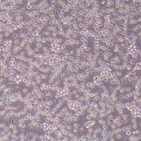 MOLT-3人急性T淋巴细胞白血病细胞(STR鉴定)丨逸漠(immocell)