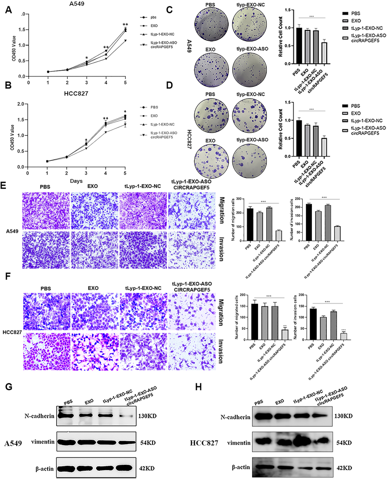 细胞功能验证 细胞功能验证