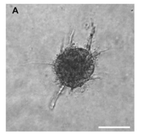 血管形成实验 —— 精通篇