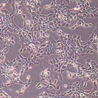 BICR-31人舌鳞状细胞癌(STR鉴定)丨逸漠(immocell)