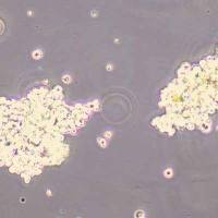 Expi293F人胚肾细胞(STR鉴定)丨逸漠(immocell)