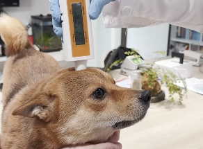 不同浓度CHG葡萄糖酸氯己定对宠物犬皮肤屏障影响及细胞毒性研究