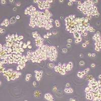 SNU-620人胃癌细胞(STR鉴定)丨逸漠(immocell)