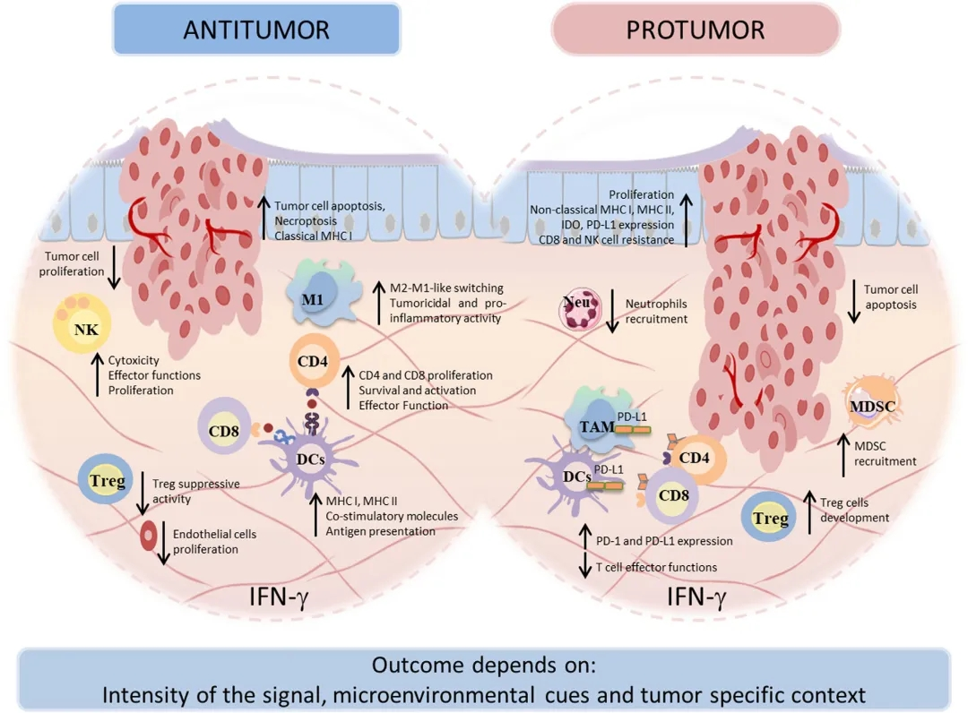 肿瘤免疫的 “双刃剑”：IFN-γ 的分子调控网络与科研探索