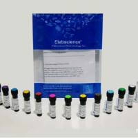 Elabscience Elab Fluor®Violet 450抗小鼠CD3抗体[17A2]：流式实验精准靶向，高分文献力荐！