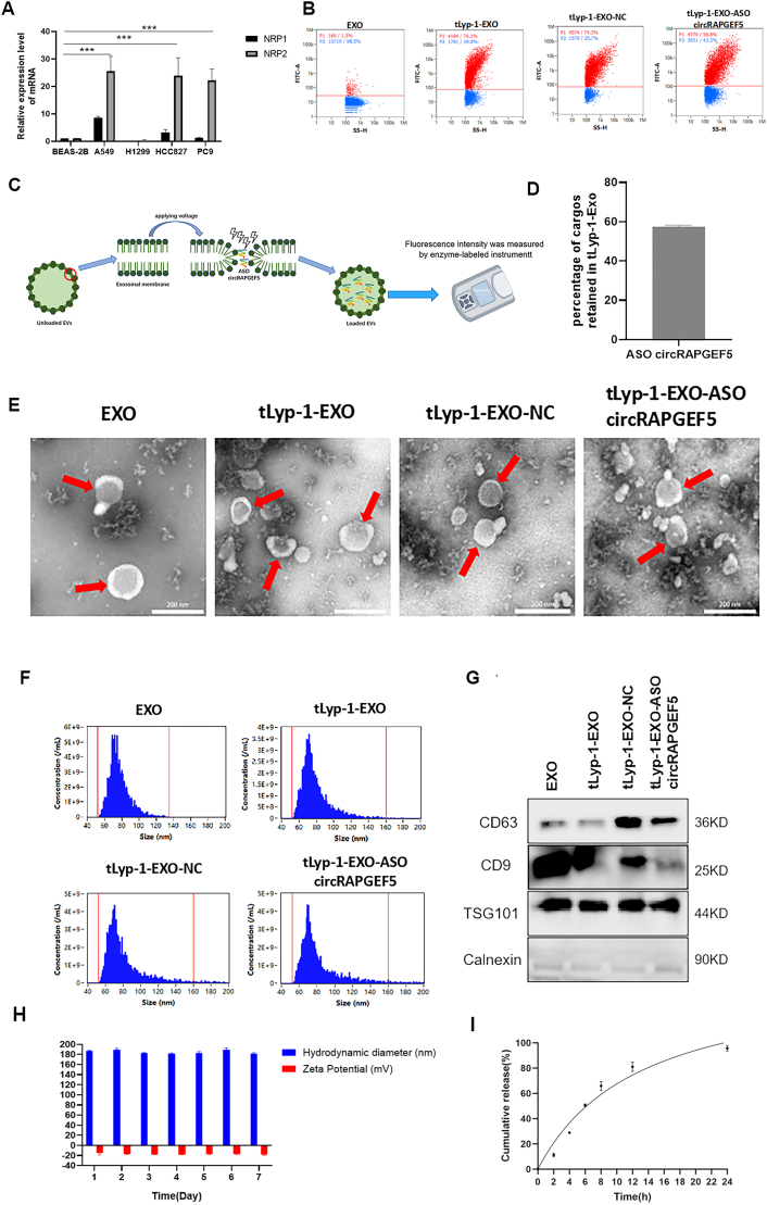 外泌体表征 外泌体表征