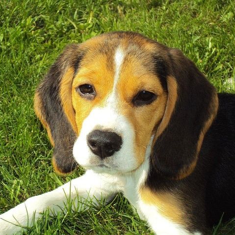 动物实验丨实验犬门脉高压症模型