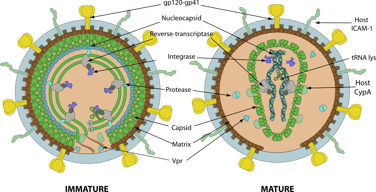HIV-2病毒粒子结构