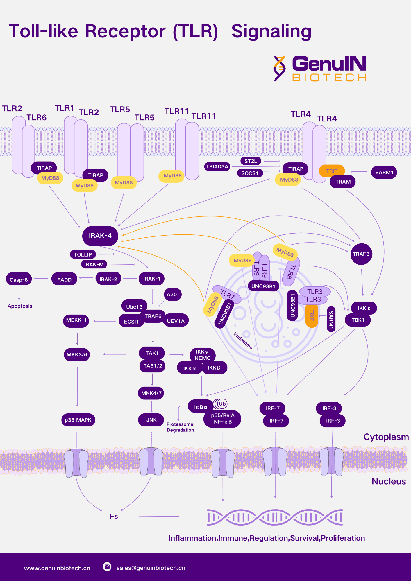 善本生物精选 |TLR信号通路上下游信号分子作用及其意义