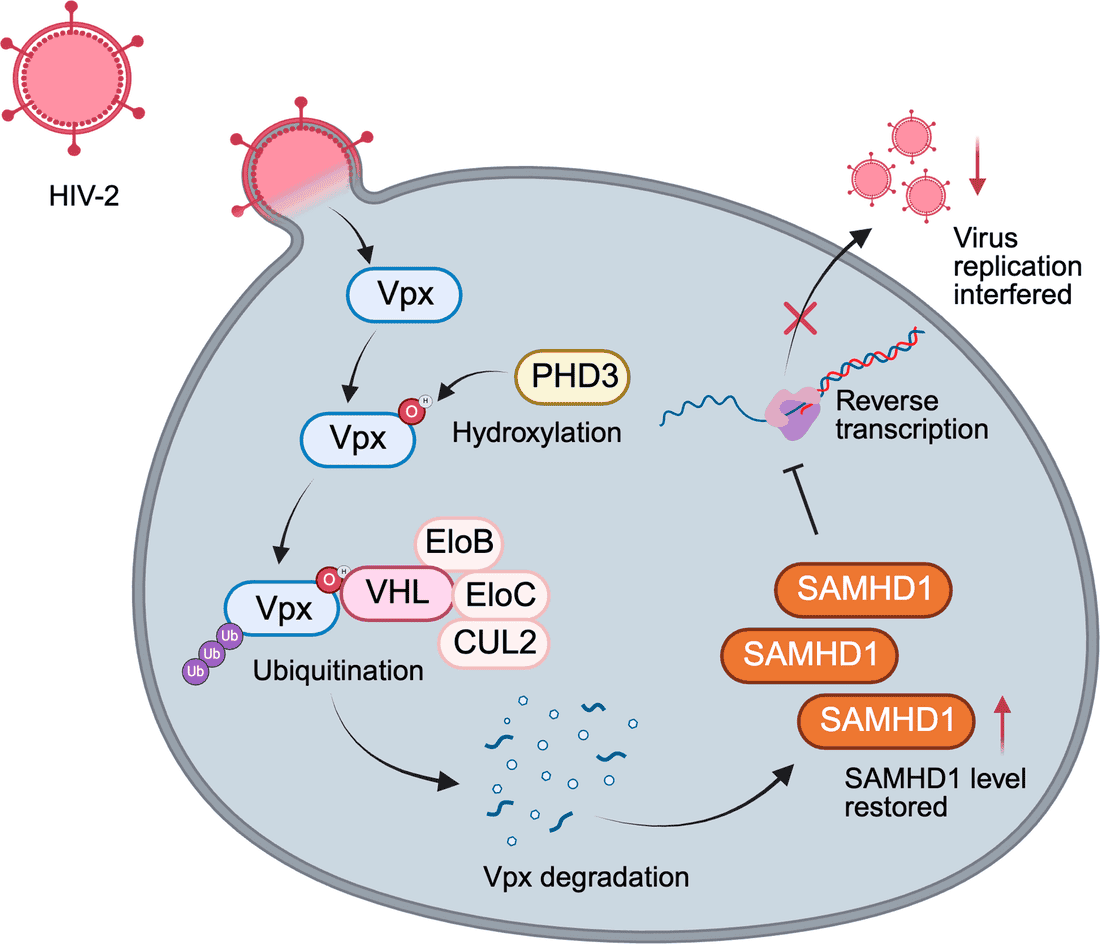 通过 PHD3-VHL 轴对 HIV-2 感染的氧依赖性调控