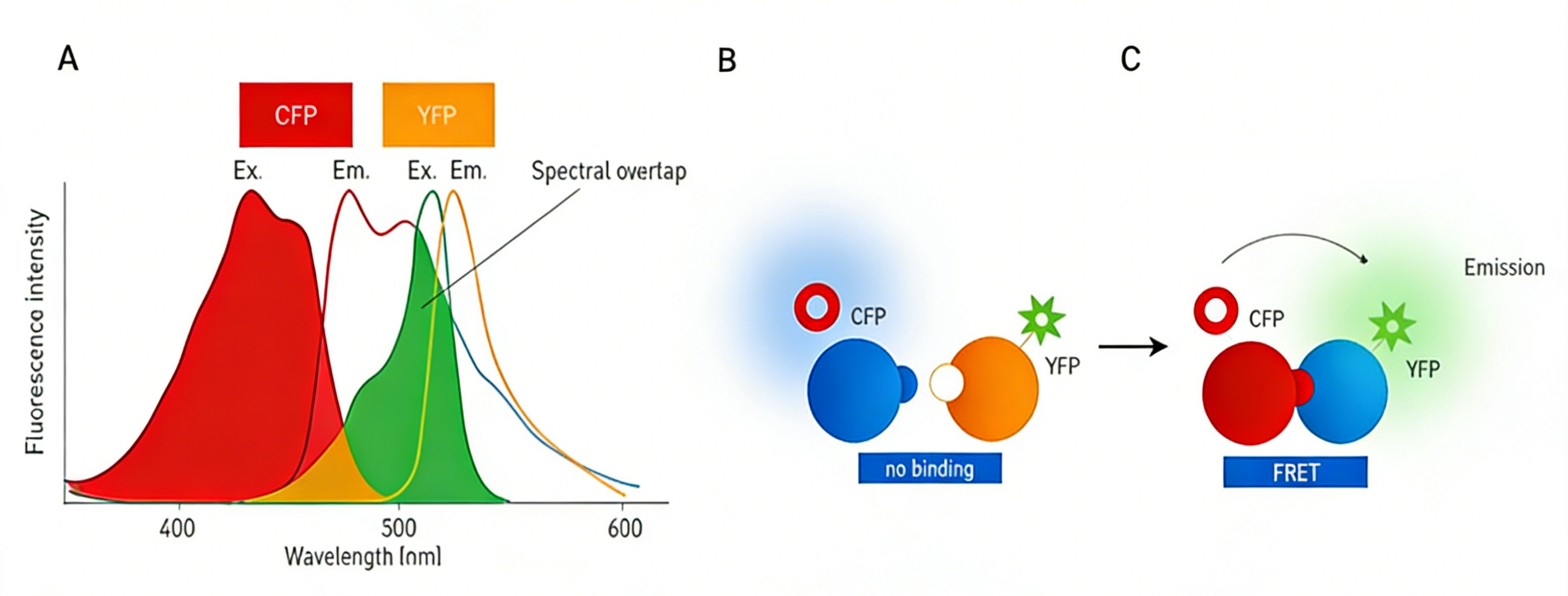 均相时间分辨荧光共振能量转移技术：原理、应用与进展